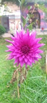 Flower Stock Photos