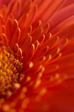 Flower Stock Photos