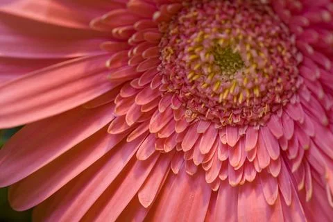 Flower Stock Photos