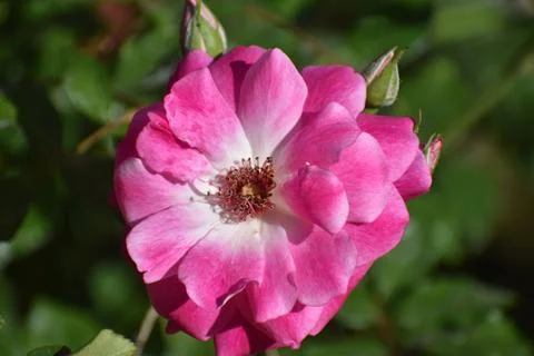 Flower Stock Photos