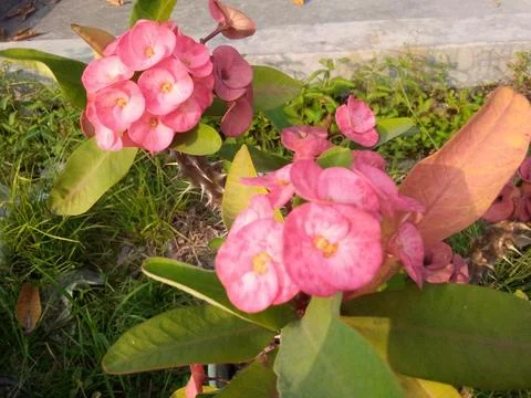 Flower Stock Photos