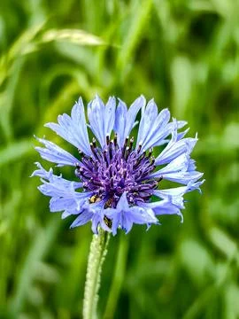 Flower Stock Photos