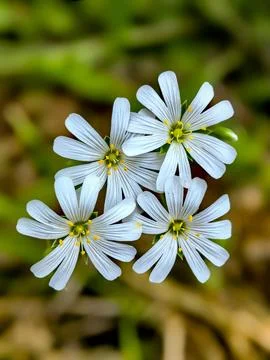 Flower Stock Photos
