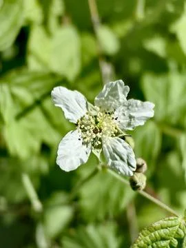 Flower Stock Photos