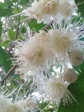 Flower. Stock Photos