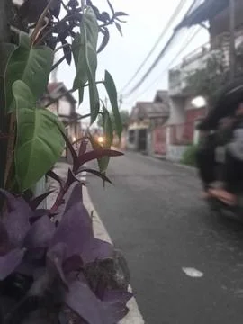 Flower Fotos de archivo