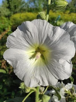 Flower Stock Photos