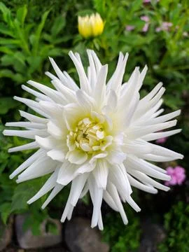 Flower Stock Photos