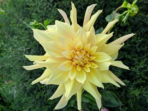 Flower Stock Photos