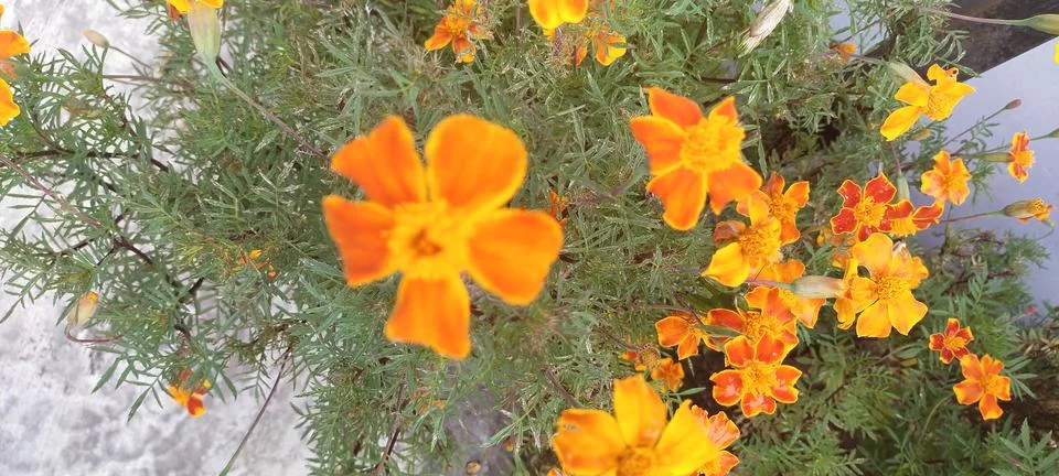 Flower Stock Photos
