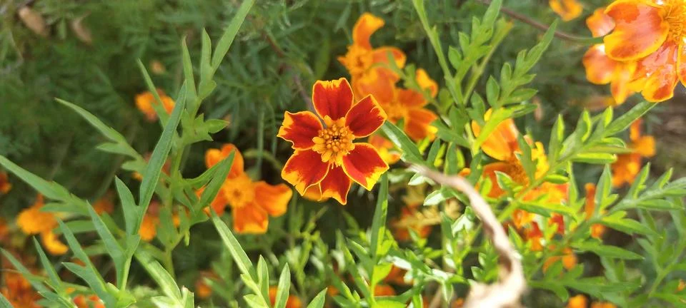 Flower Stock Photos