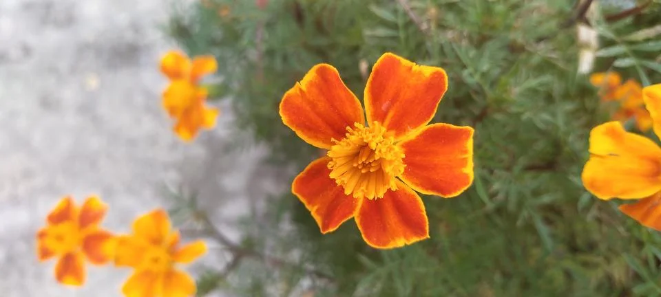 Flower Stock Photos