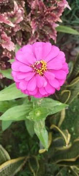 Flower Foto stock