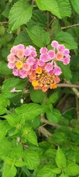 Flower Stock Photos