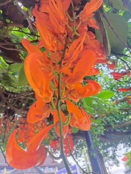 Flower Foto stock
