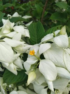 Flower Foto stock