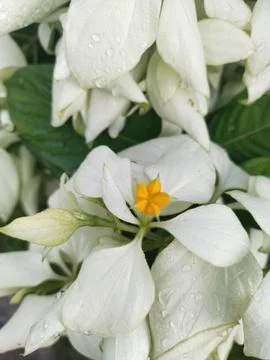 Flower Stock Photos