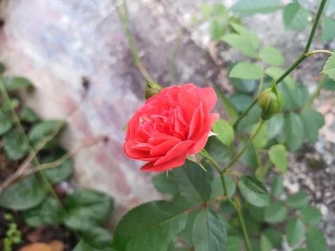 Flower Foto stock