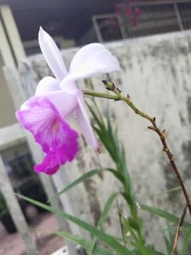 Flower Stock Photos
