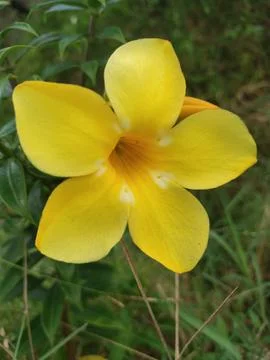 Flower Foto stock