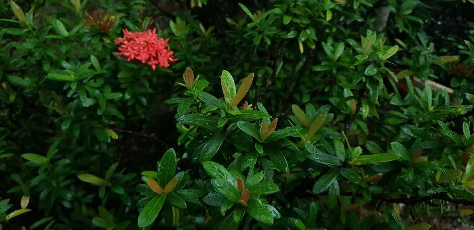 Flower 写真素材