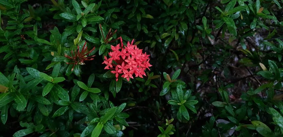 Flower 写真素材