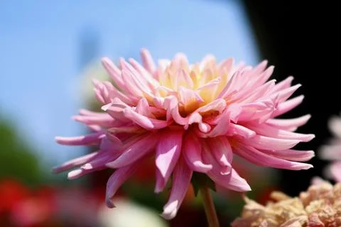 Flower 스톡 사진