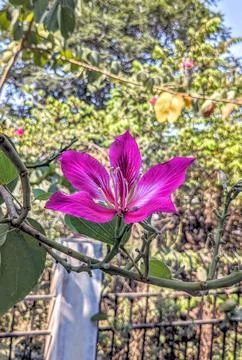 Flower 스톡 사진