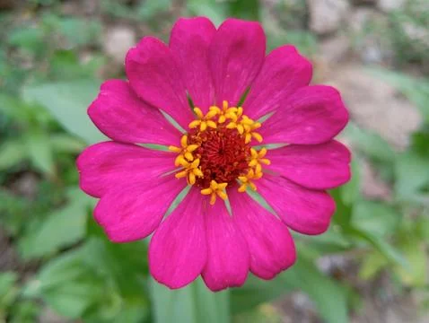 Flower Stock Photos
