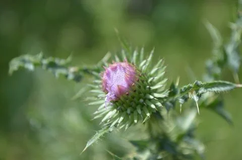 Flower Stock Photos