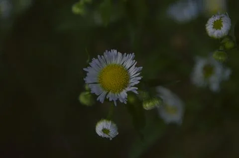 Flower Foto stock