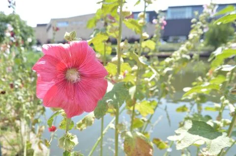 Flower Foto stock