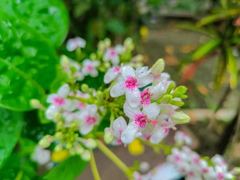 Flower 스톡 사진