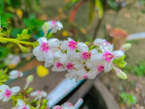 Flower 스톡 사진