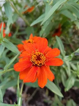 Flower Stock Photos