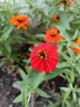 Flower Stock Photos