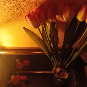 Flower Stock Photos