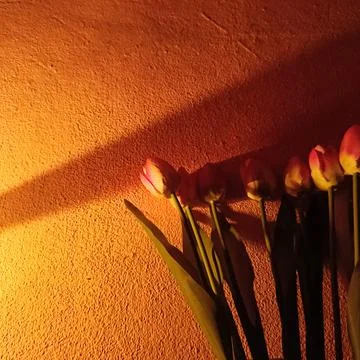 Flower Stock Photos