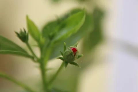 Flower Foto stock