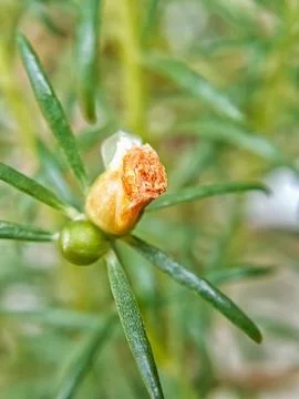 Flower Fotos de archivo