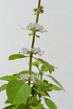Flower Stock Photos