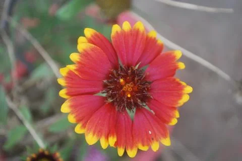 A flower Stock Photos