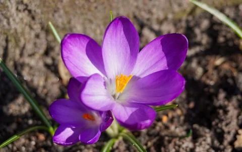 Flower Stock Photos