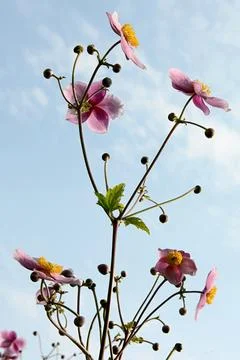 Flower Foto stock