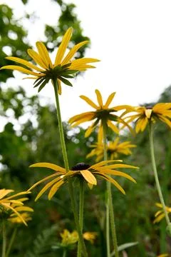 Flower Foto stock