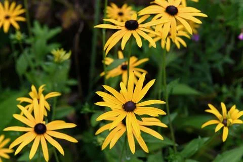 Flower Stock Photos