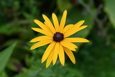 Flower Photos