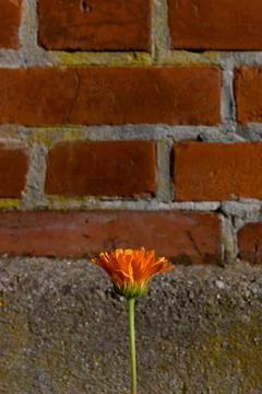 Flower Stock Photos