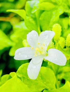 Flower 스톡 사진