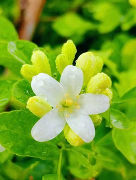 Flower 스톡 사진